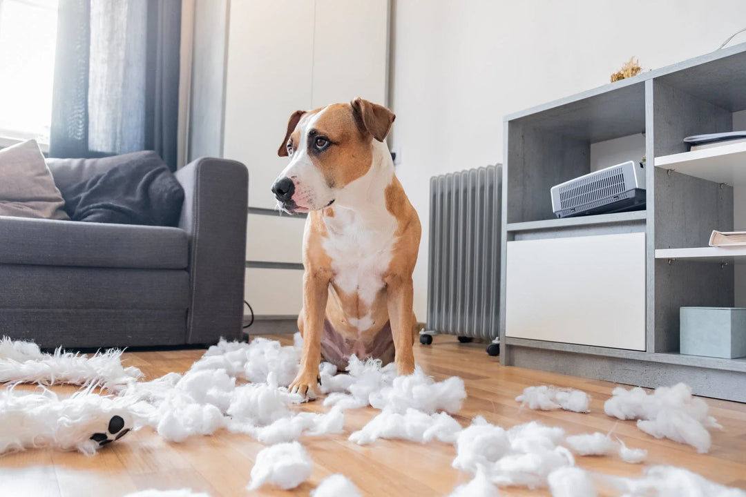 Why Does My Dog Destroy Every Toy? Here’s What’s Really Going On