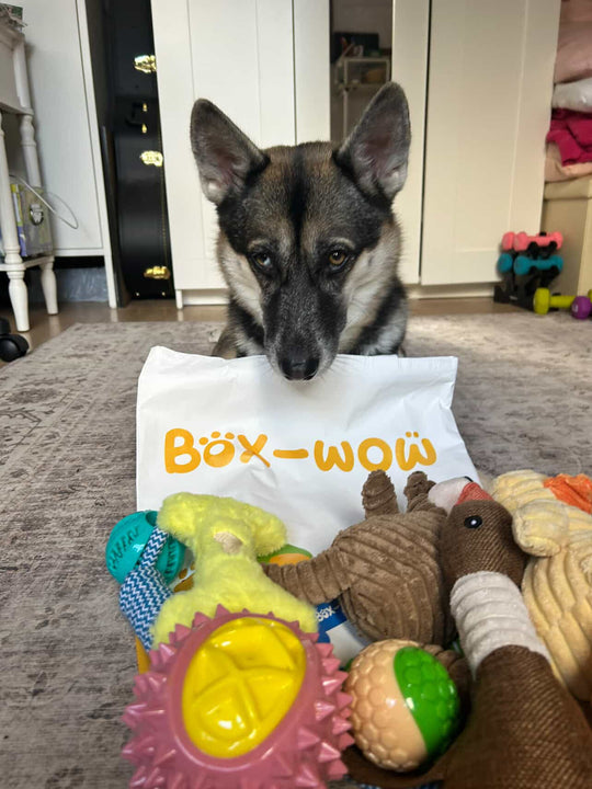 Box-Wow Subscription Box