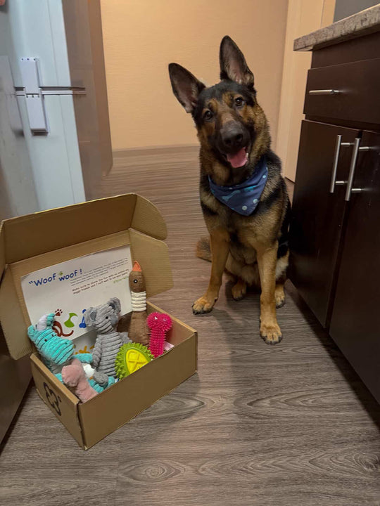 Box-Wow Subscription Box