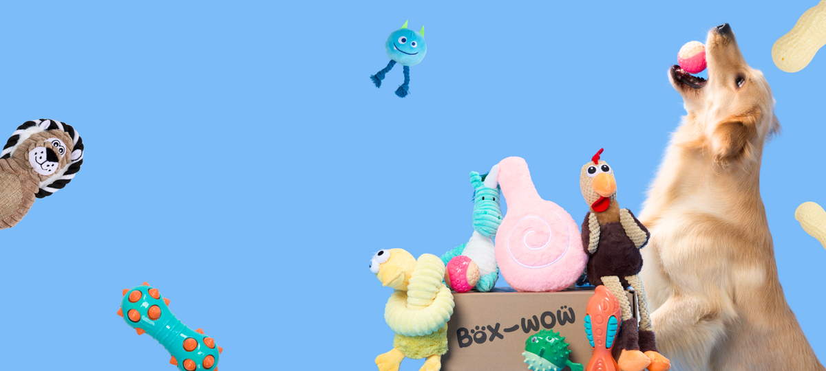  Monthly Dog Subscription Box