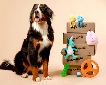Box-Wow -- Tell us about your pup
