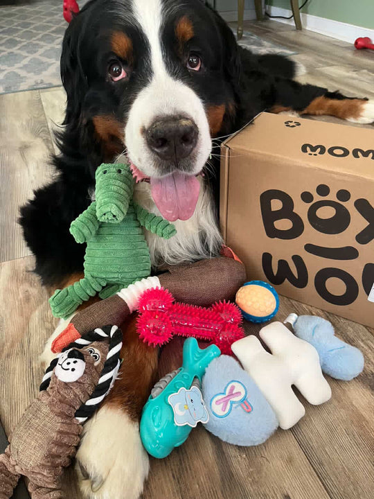 Box-Wow Subscription Box