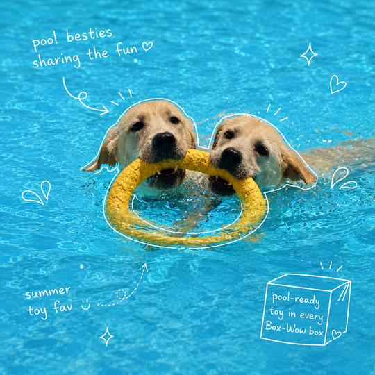 Dog Toy Box, Built to Last