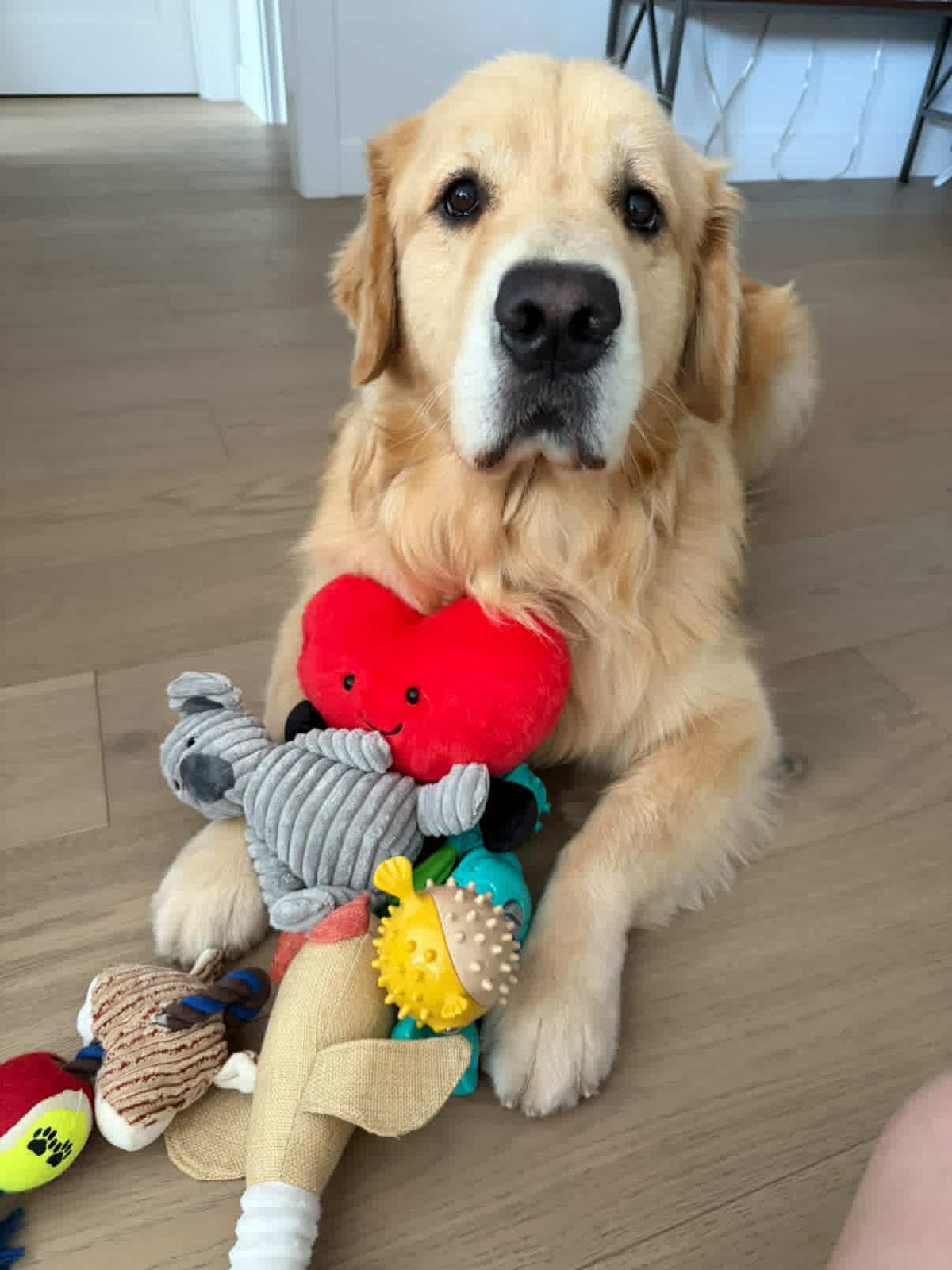 Box-Wow Dog Toy Subscription Box