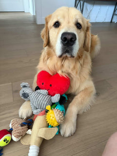 Box-Wow Dog Toy Subscription Box