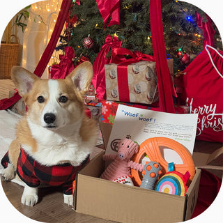 Box-Wow -- Tell us about your pup (Copy) (Copy)