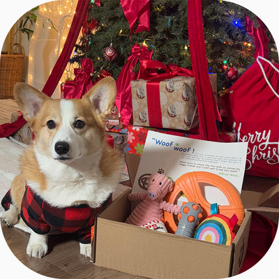 Box-Wow -- Tell us about your pup (Copy) (Copy)