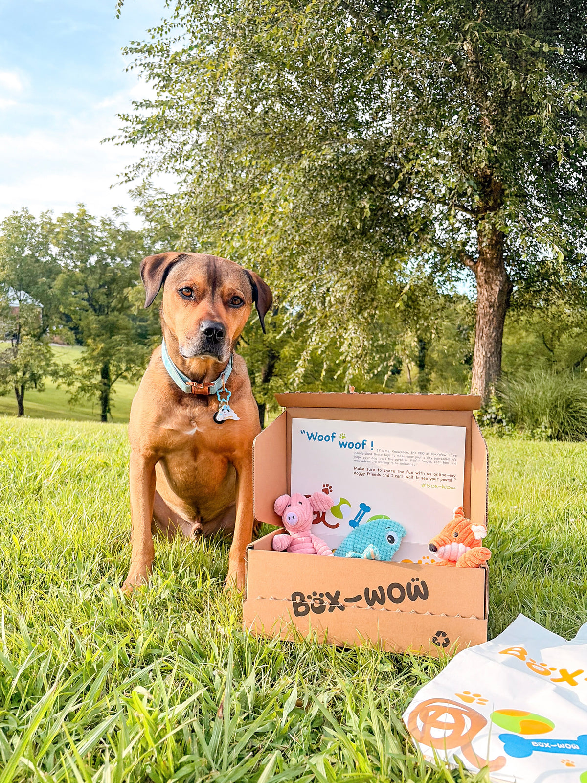 Box-Wow Dog Toy Subscription Box