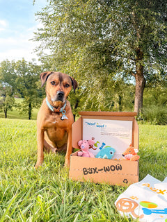Box-Wow Dog Toy Subscription Box