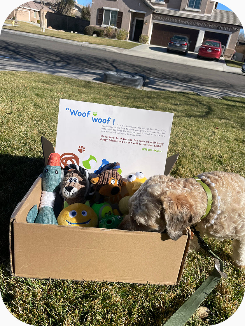 Box-Wow Subscription Box