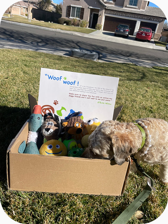 Box-Wow Subscription Box
