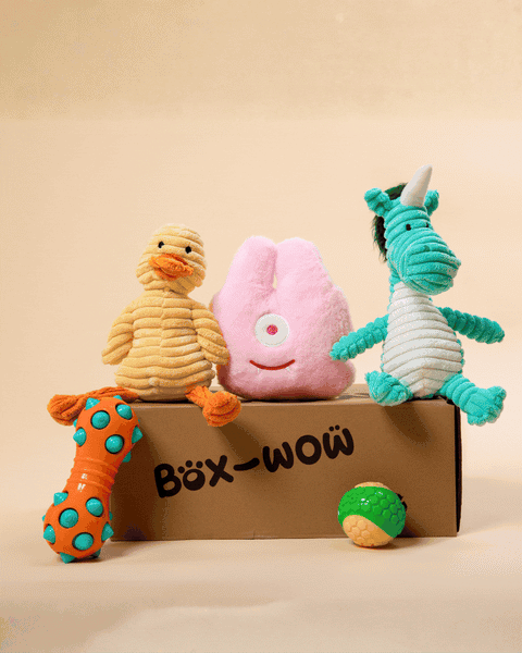 Box-Wow Dog Toy Subscription Box