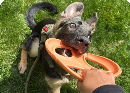 1,000+ Dog Parents Approve!