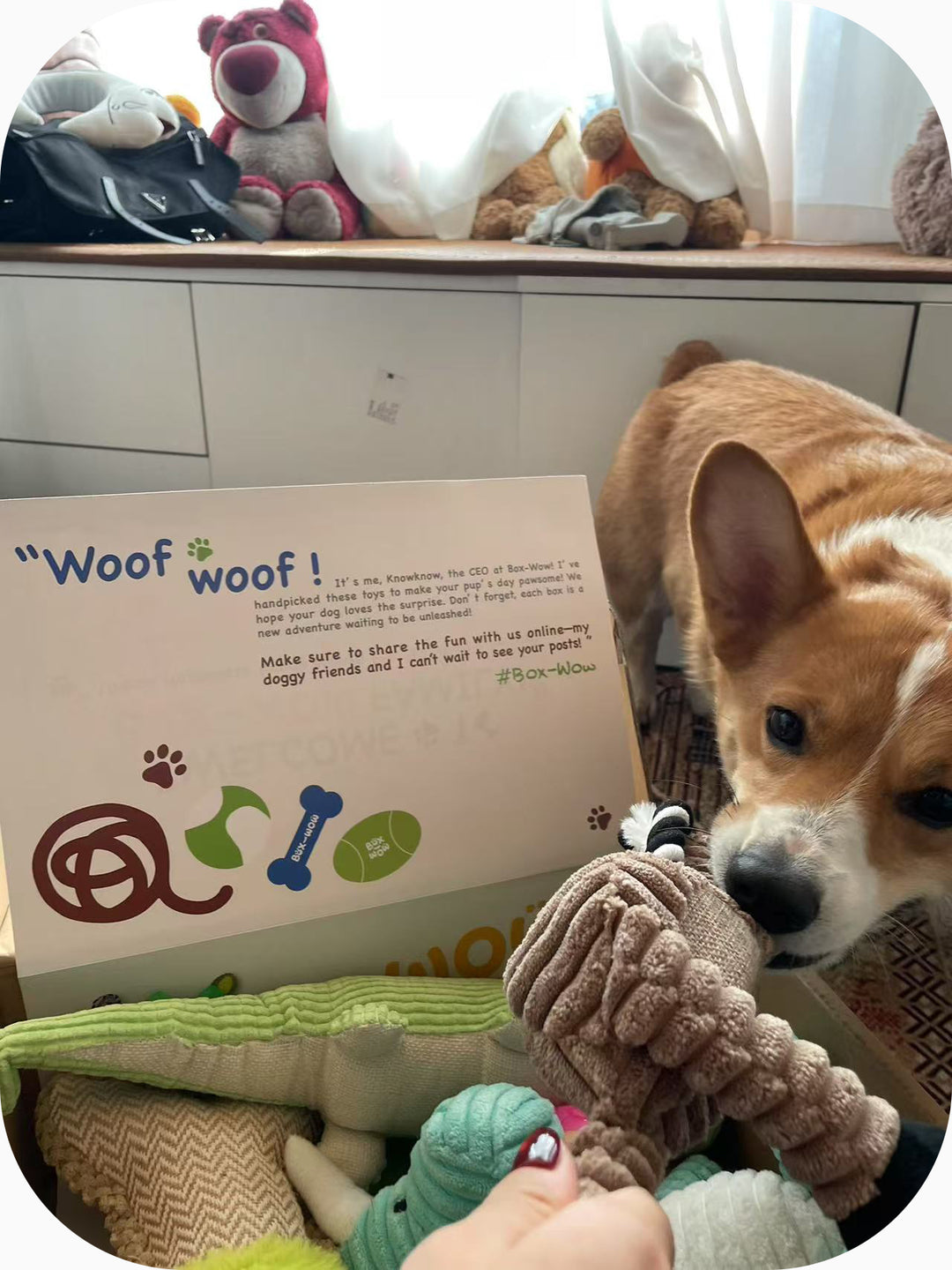 Box-Wow Subscription Box