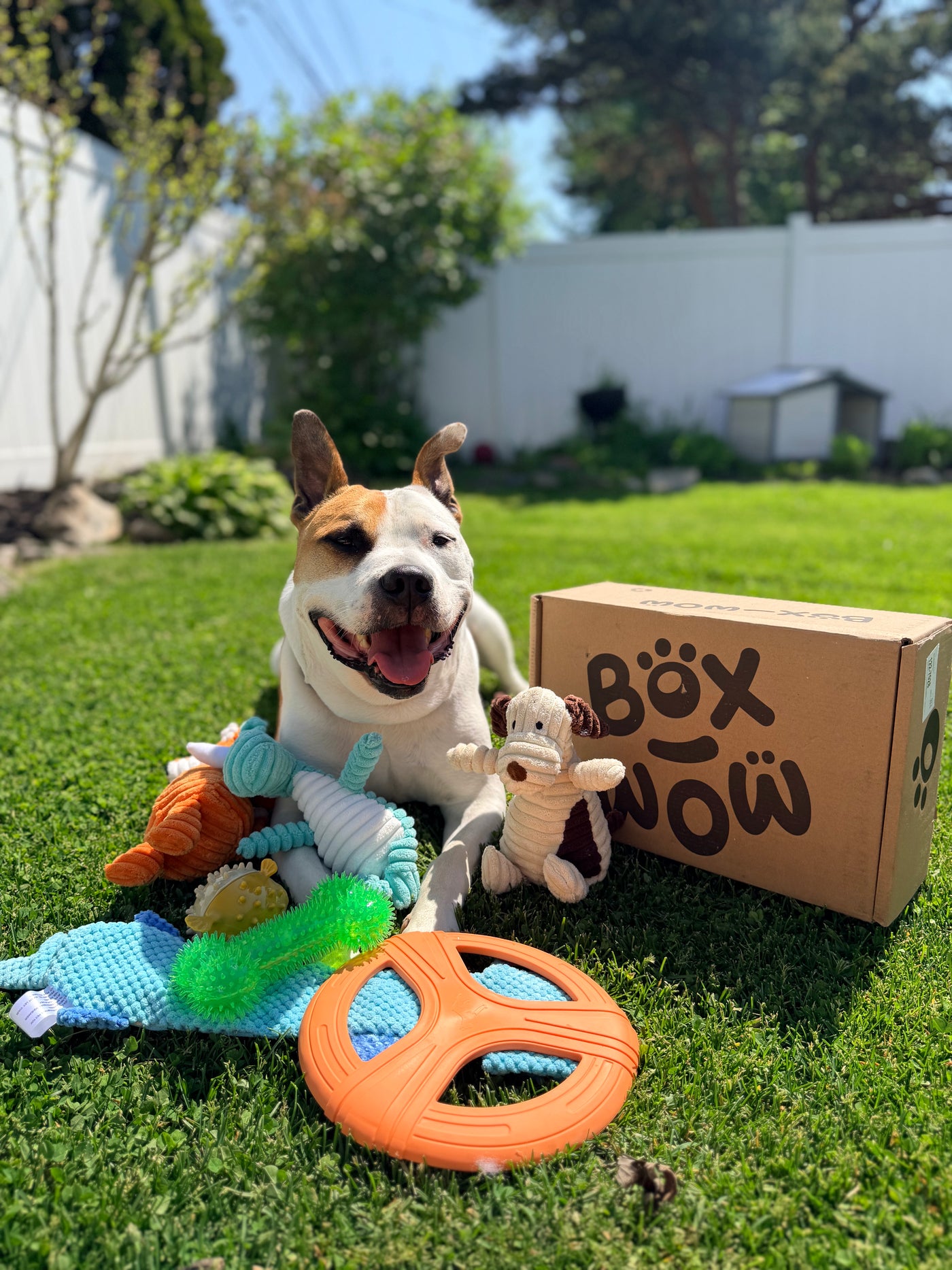 Box-Wow Dog Toy Subscription Box