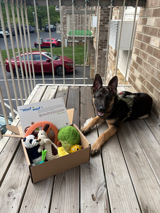 Dog Toy Box, Built to Last