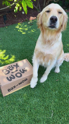 Box-Wow Dog Toy Subscription Box