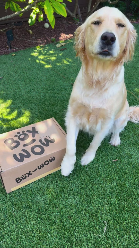Dog Toy Box, Built to Last