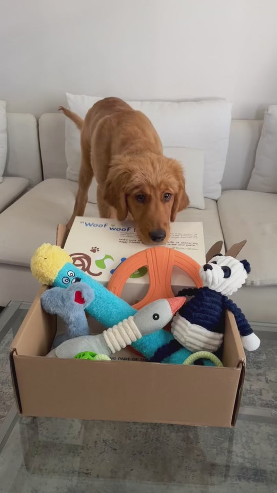 Dog Toy Box, Built to Last