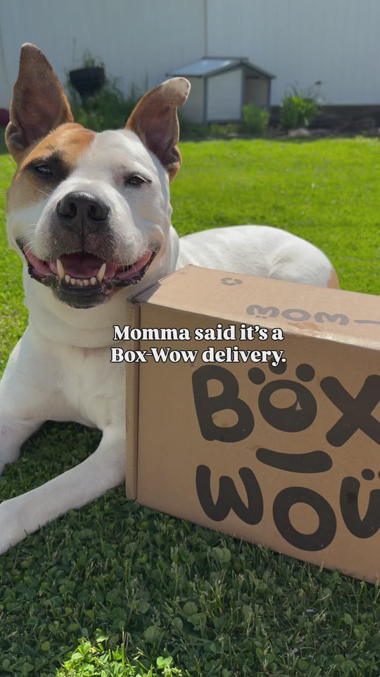 Dog Toy Box, Built to Last
