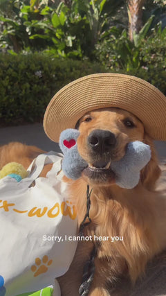 Box-Wow Dog Toy Subscription Box