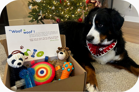 Box-Wow Dog Toy Subscription Box